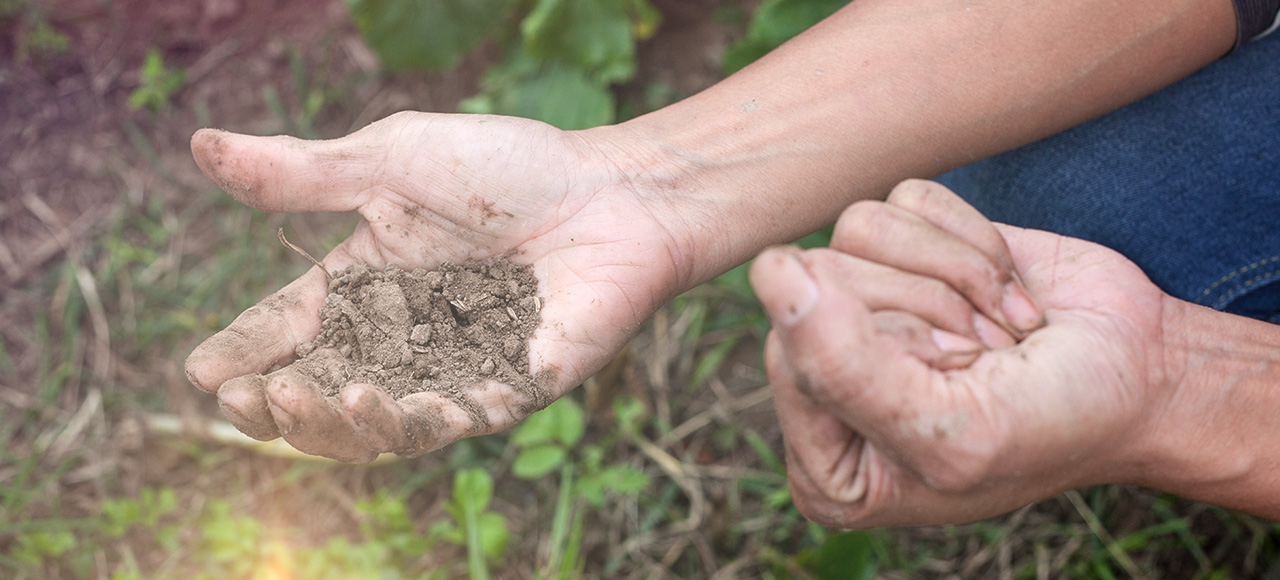 用手壓的時候會黏成一塊，當你手抖一抖的時候，土就會散開，這就是好的土壤。